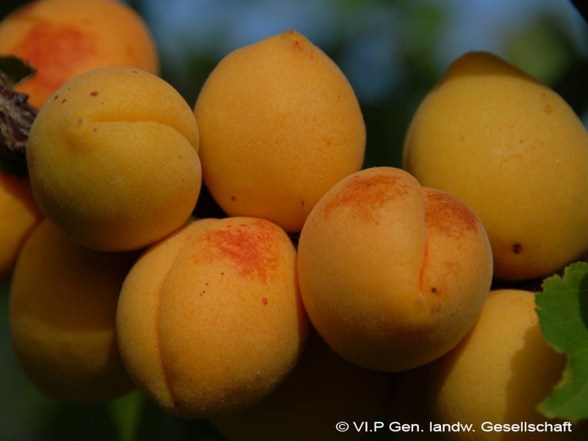 Fruit from Vinschgau Fruit from Vinschgau