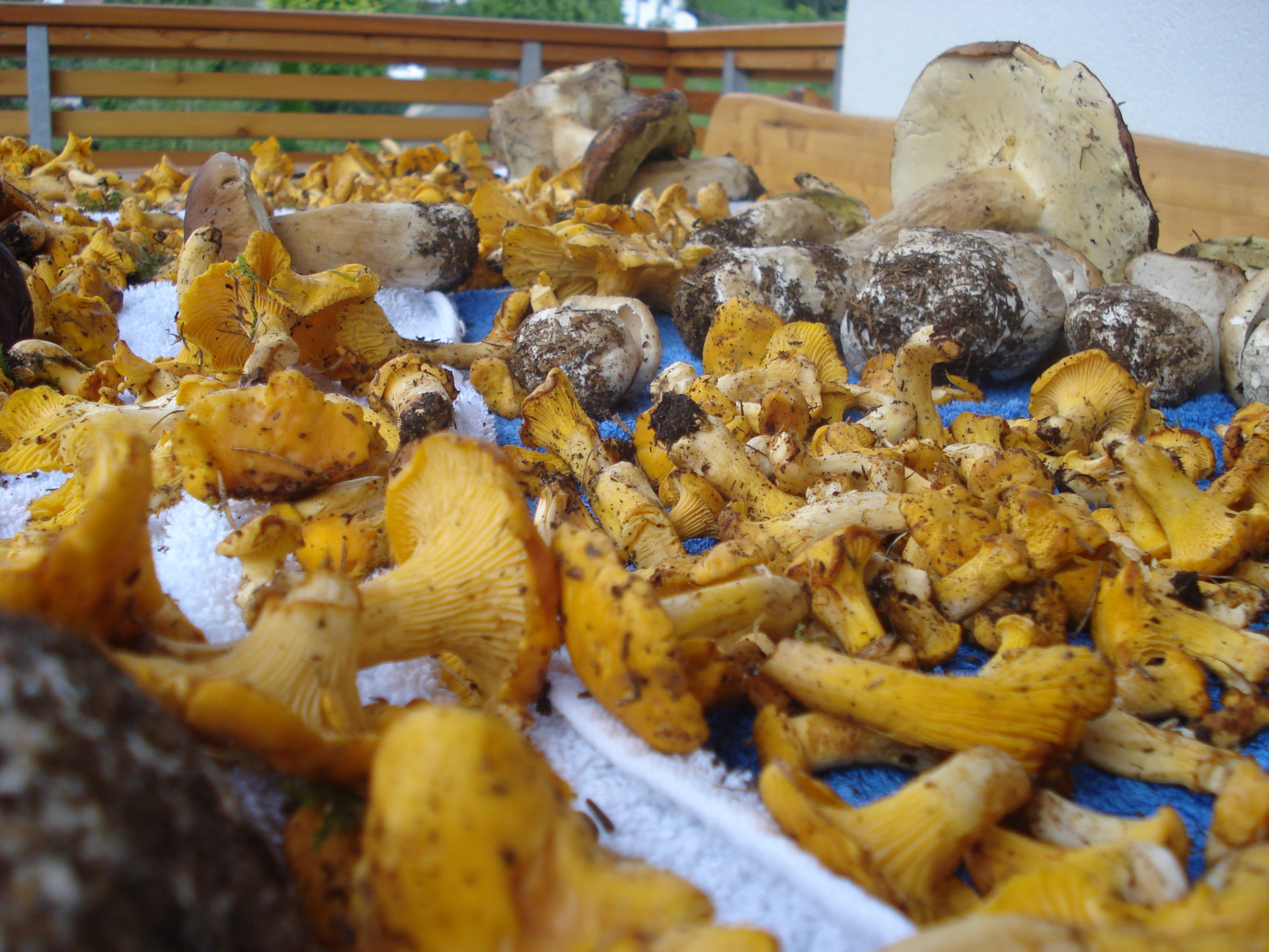 Mushroom Mushroom