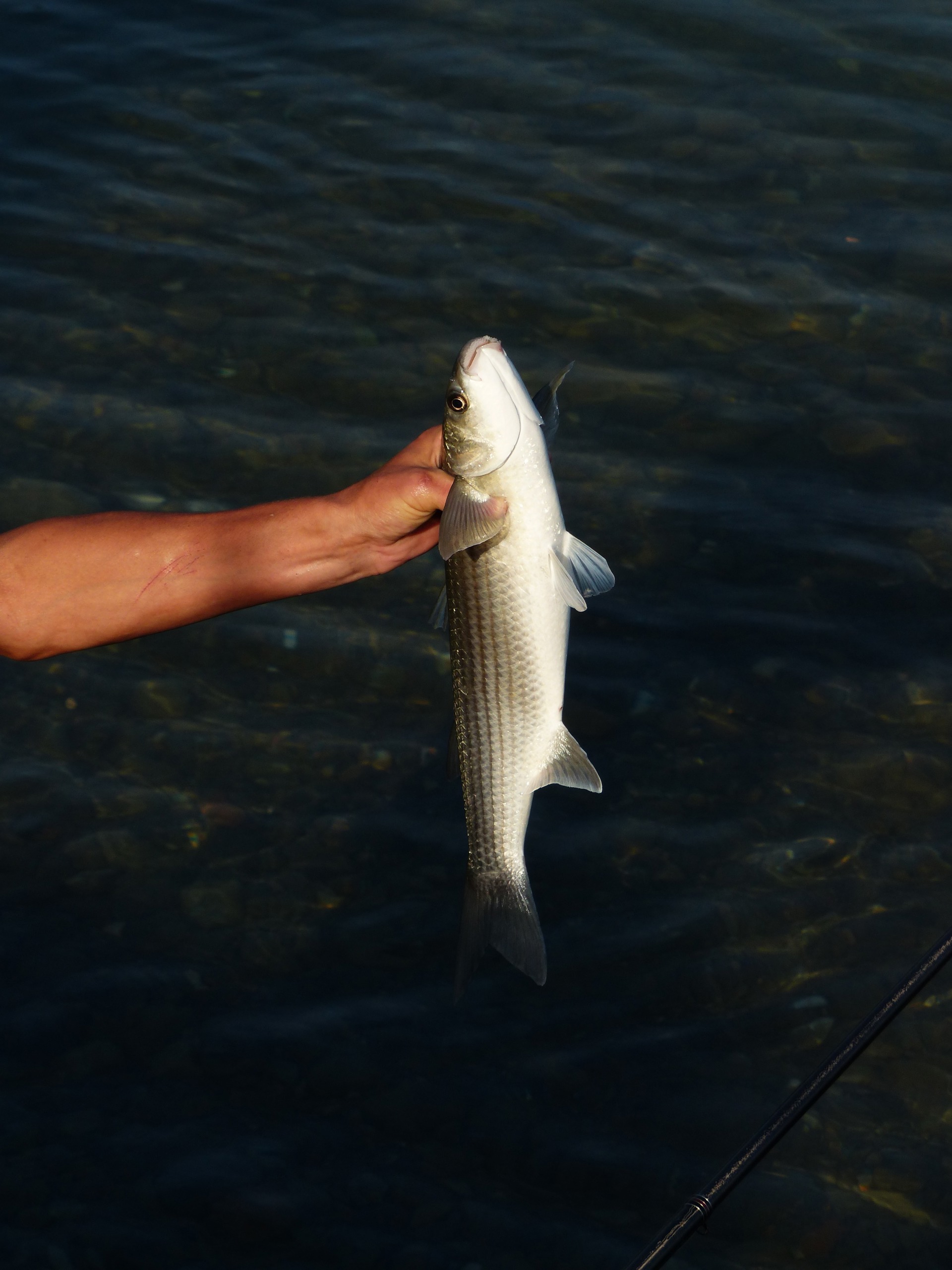 Pesca in Alto Adige Pesca in Alto Adige