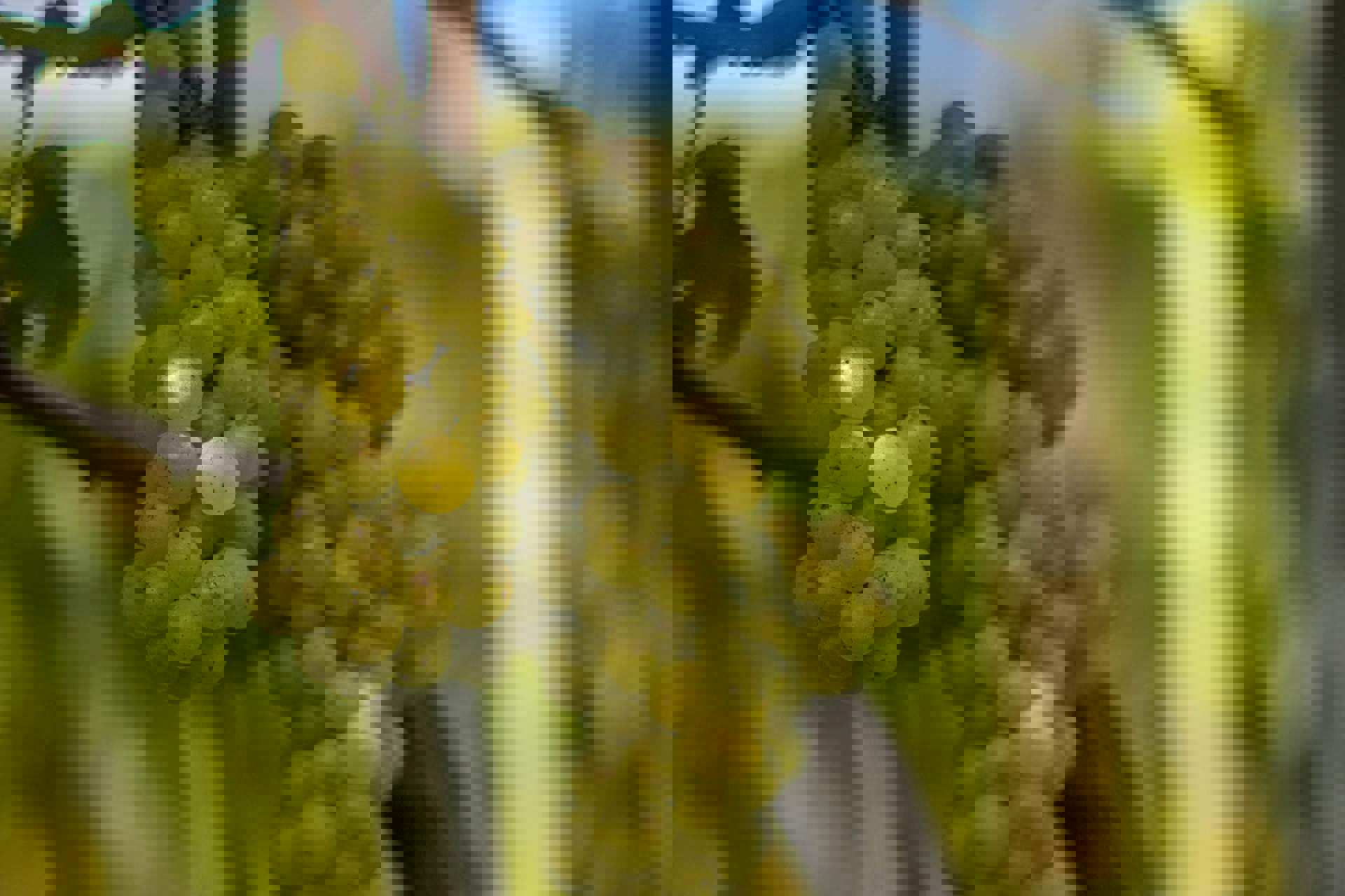 White grapes White grapes